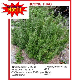 Hạt Giống Cây Hương Thảo 20 Hạt HOA RAU TRỒNG KỊP TẾT