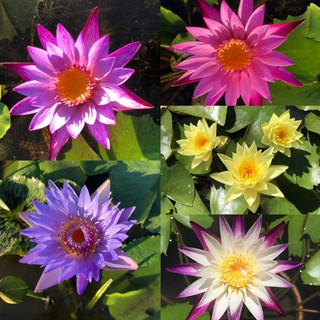 (RẺ VÔ ĐỊCH)-Set 5 cây hoa súng- cây lớn , tặng 1 cây