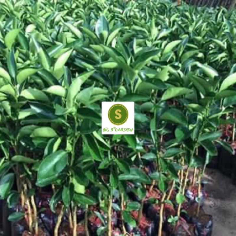 Cây Cam Cara Ruột Đỏ