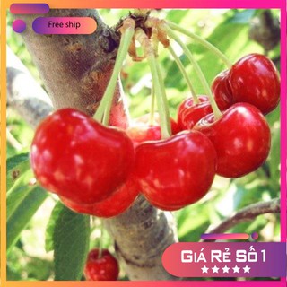 Hạt giống Anh đào (Cherry) (10 hạt)