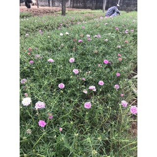GIỐNG HOA MƯỜI GIỜ THÁI KÉP ( MIX 15 MÀU)