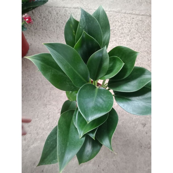 Cây trầu bà đại đế để bàn