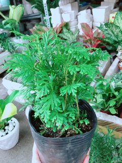 Cây Dương Sỉ Kiểng