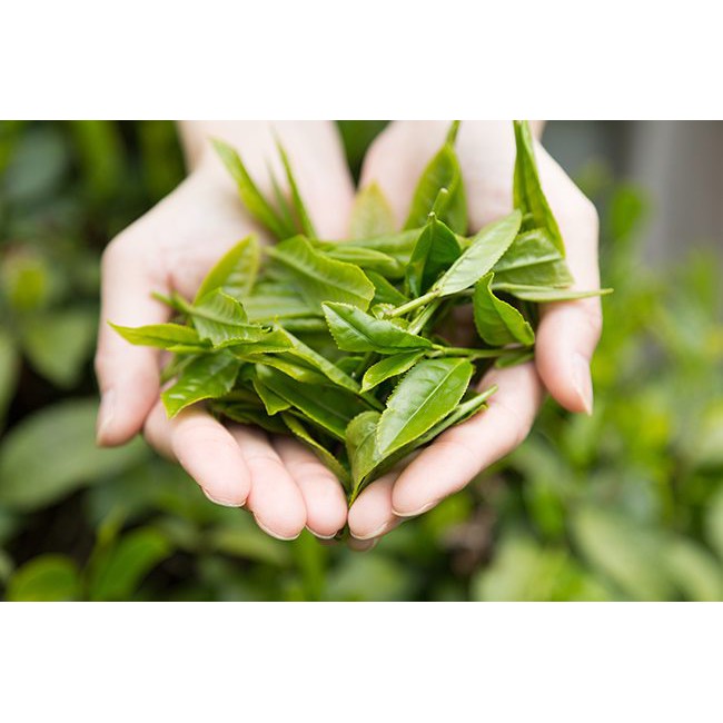 Bột trà xanh Matcha nguyên chất Nhật Bản, Bột trà xanh matcha ITOEN làm bánh, đắp mặt nạ, pha chế đồ uống