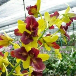 Denro đột biến Thongchai gold 3