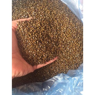 Hạt Muồng đồ chơi xúc cát đồ chơi cho bé