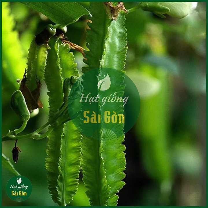 Hạt Giống Đậu Rồng Siêu Trái 10Gr