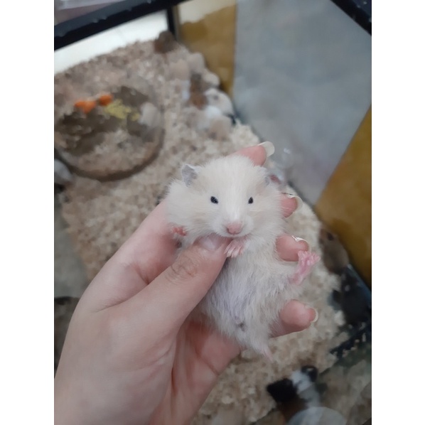 Chuột Hamster BEAR đủ màu