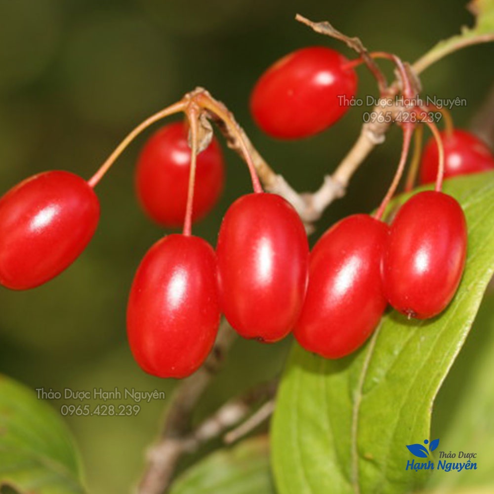 Sơn thù du 100g (Hàng loại 1)