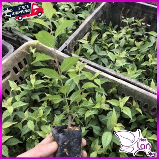 Mai trắng 🌲FREESHIP🌲 Nhất Chi Mai cao 10 - 15 cm [ Cây Giống ]