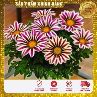 -25% COMBO 06 LOẠI HOA TẾT TRỒNG CHẬU