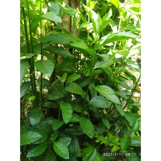 Lá mật gấu tươi 500g