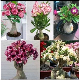 Sứ thái kép