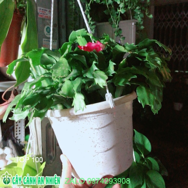 Chậu Cây Càng Cua