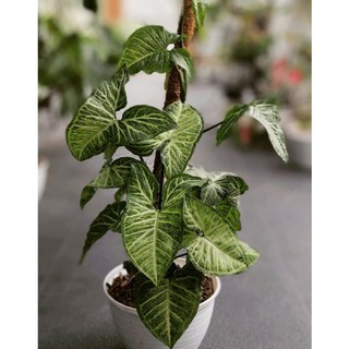 Bướm Syngonium Batik Podophyllum