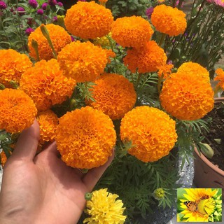 Hạt giống hoa Vạn thọ Cam lùn