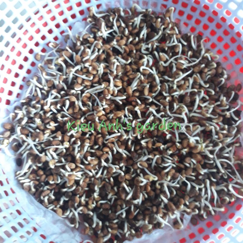 [Seeds] Hạt giống Rau Mầm Rau Muống, đóng gói 50-100gr