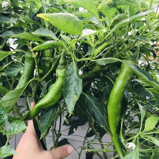Hạt giống ớt Hàn Quốc