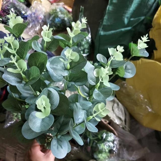 Cụm lá táo to