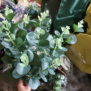 Cụm lá táo to