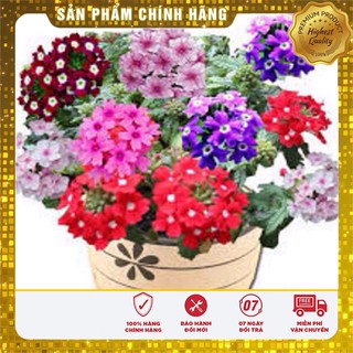 Hạt Giống Hoa Vân Anh ( VEBERNA)
