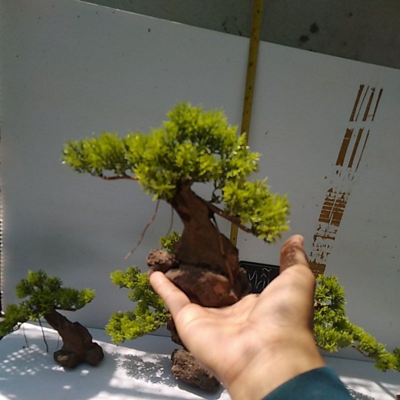 Bonsai bể cá cảnh- bonsai hồ thủy sinh