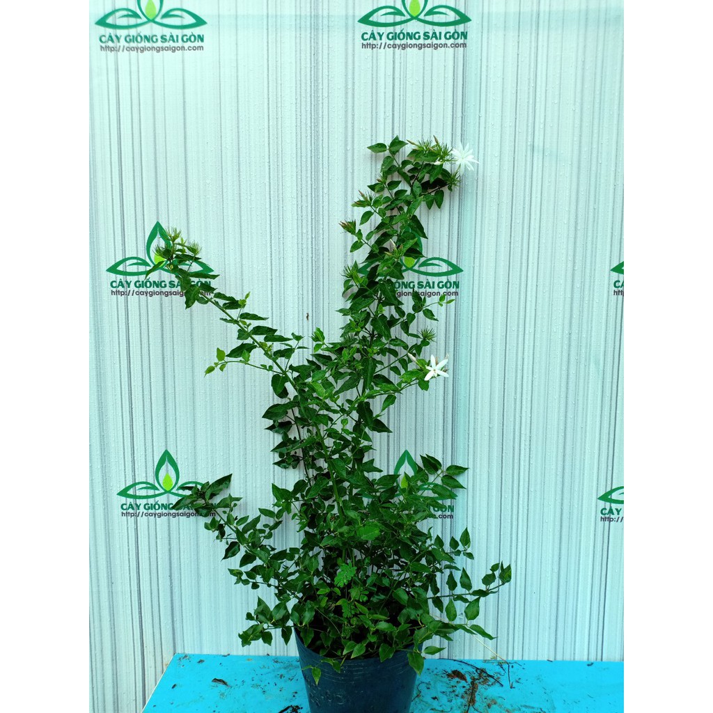 Cây nguyệt quế leo  cây cao 70m, hoa thơm, hoa quanh năm, ưa nắng, trồng chậu trồng đất đều đượC