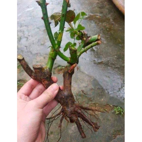 Hoa hồng ngoại gốc cây giống chuẩn