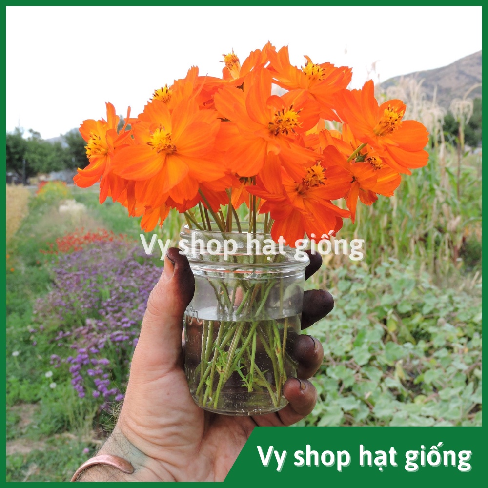 Hạt giống hoa sao nhái kép đỏ vàng cam gói 100 hạt