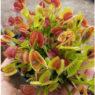 Hạt Giống Cây Bắt Mồi Venus