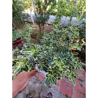 Chậu Bạch tuyết mai