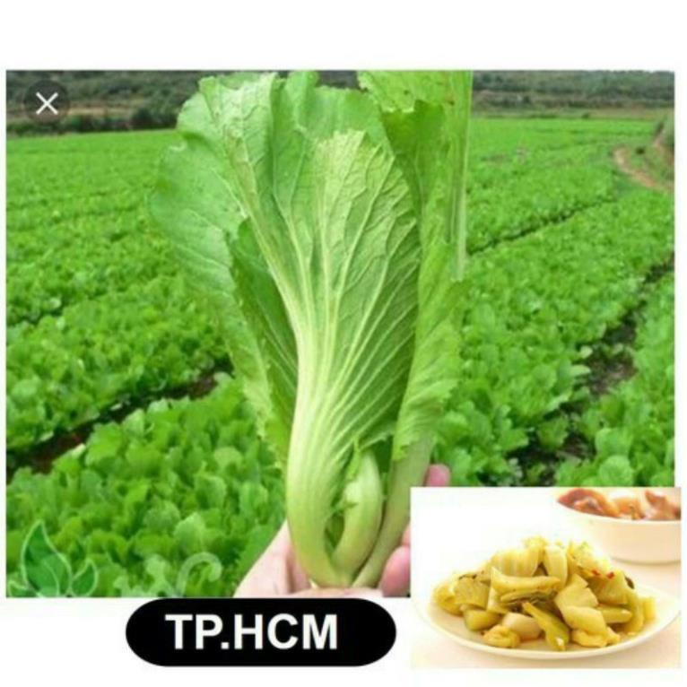 hạt giống cải bẹ dưa loại ngon ( 100 hạt , nảy mầm 99% )
