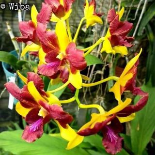 Denro đột biến Thongchai gold 3