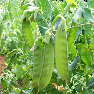 [Big Sale] Hạt giống đậu Hà Lan xào - 8gram