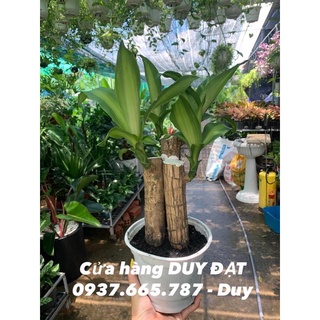 Phát tài khúc sọc vàng - thiết mộc lan khúc sọc vàng. Cây để bàn cao 40-45cm