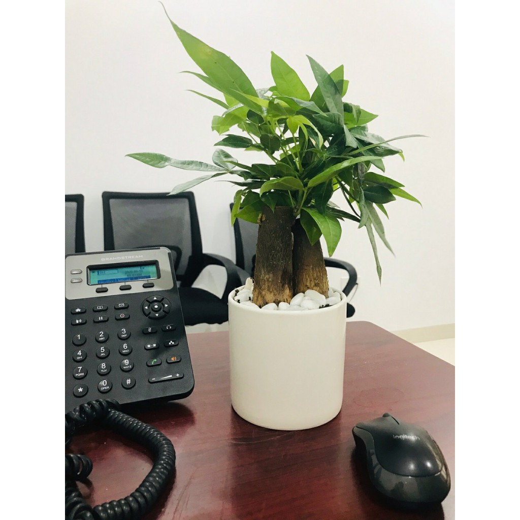 Hướng dẫn cách chăm sóc cây Kim ngân trong nhà 3