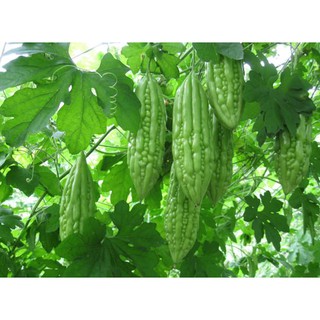 Khổ Qua Lai F1 RaĐo 09 - RẠNG ĐÔNG