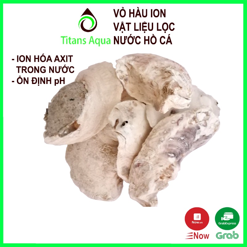 VỎ HÀU ION LỌC NƯỚC HỒ CÁ - GIÚP ỔN ĐỊNH pH NƯỚC