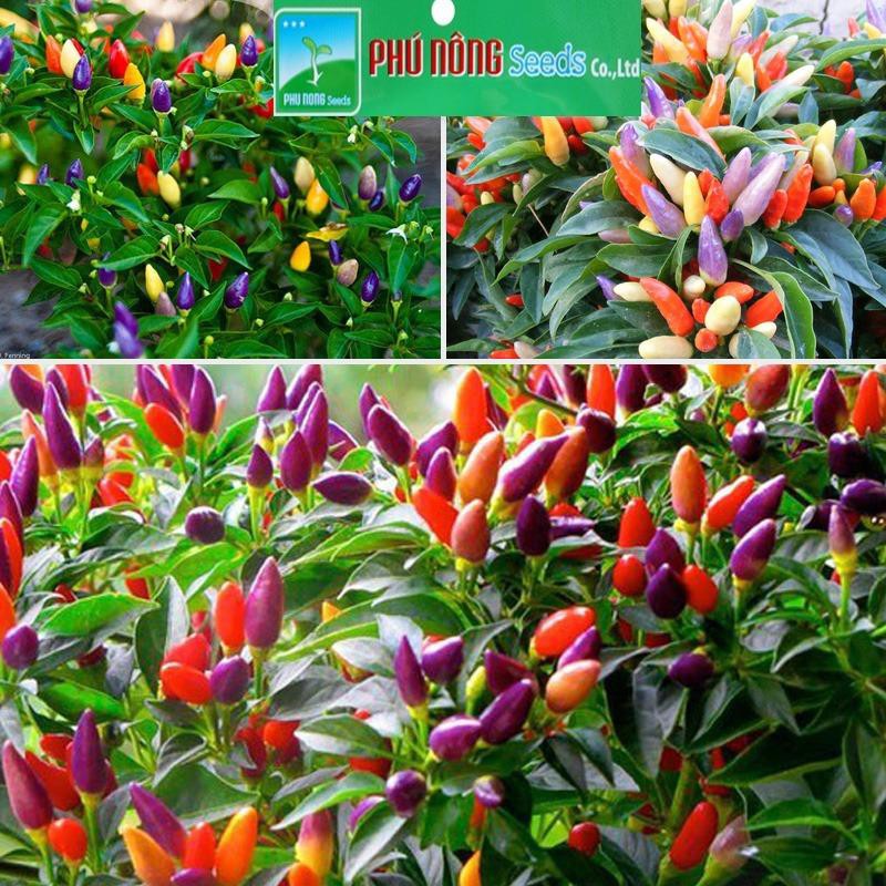 Hạt giống ớt kiểng PN24 - PNSeeds