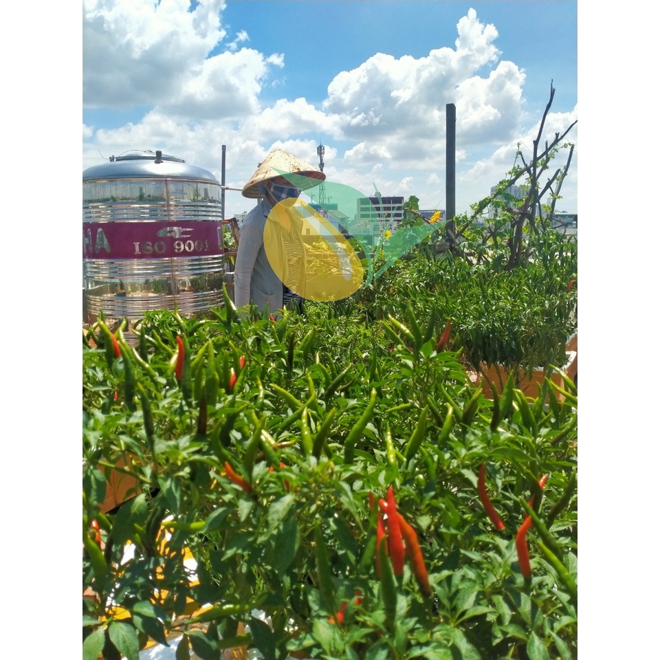 HẠT GIỐNG ỚT CHỈ THIÊN F1 VENUS TN 720 - SIÊU TRÁI GÓI 5G