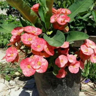 Sương Rồng Bác Tiên...