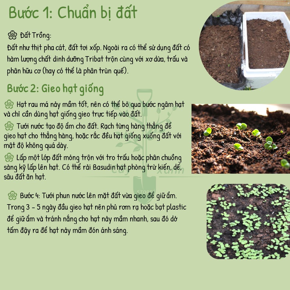 Hạt Giống Rau Má Chất Lượng Cao 1Gr - Phú Nông Seeds - Key: Đất sạch, Phân Bón, Hữu Cơ, Xơ Dừa