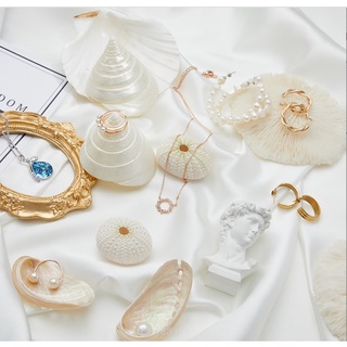 Vỏ sò / ốc gai / vỏ ốc biển - nhím biển thiên nhiên siêu đẹp, phụ kiện trang trí, đạo cụ chụp ảnh