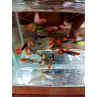 'Cám' Guppy Koi đen size nhỏ