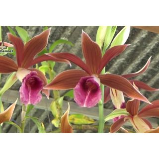 1 củ giống địa lan hạc đỉnh