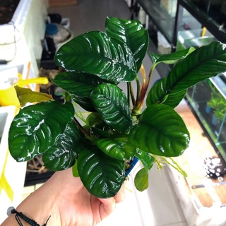 CÂY THỦY SINH RÁY CAFE