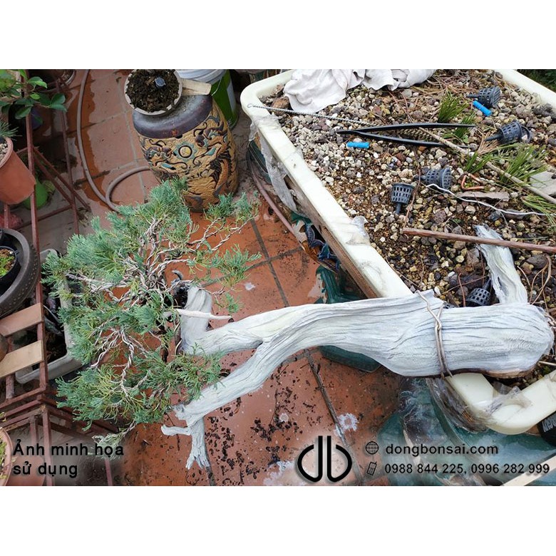 Combo 5 Chai thuốc bôi lũa bonsai 150ml bảo vệ, tạo màu thẩm mỹ cho lũa