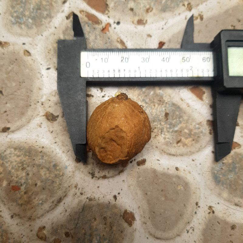 Cây Bình Vôi Thái, Củ Đồng Tiền. Stephania Erecta