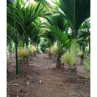 CÂY GIỐNG CAU LÙN TỨ QUÝ [ GIỐNG chuẩn, siêu đẹp]