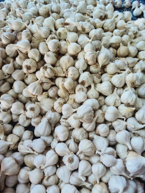 1kg tỏi Phan Rang